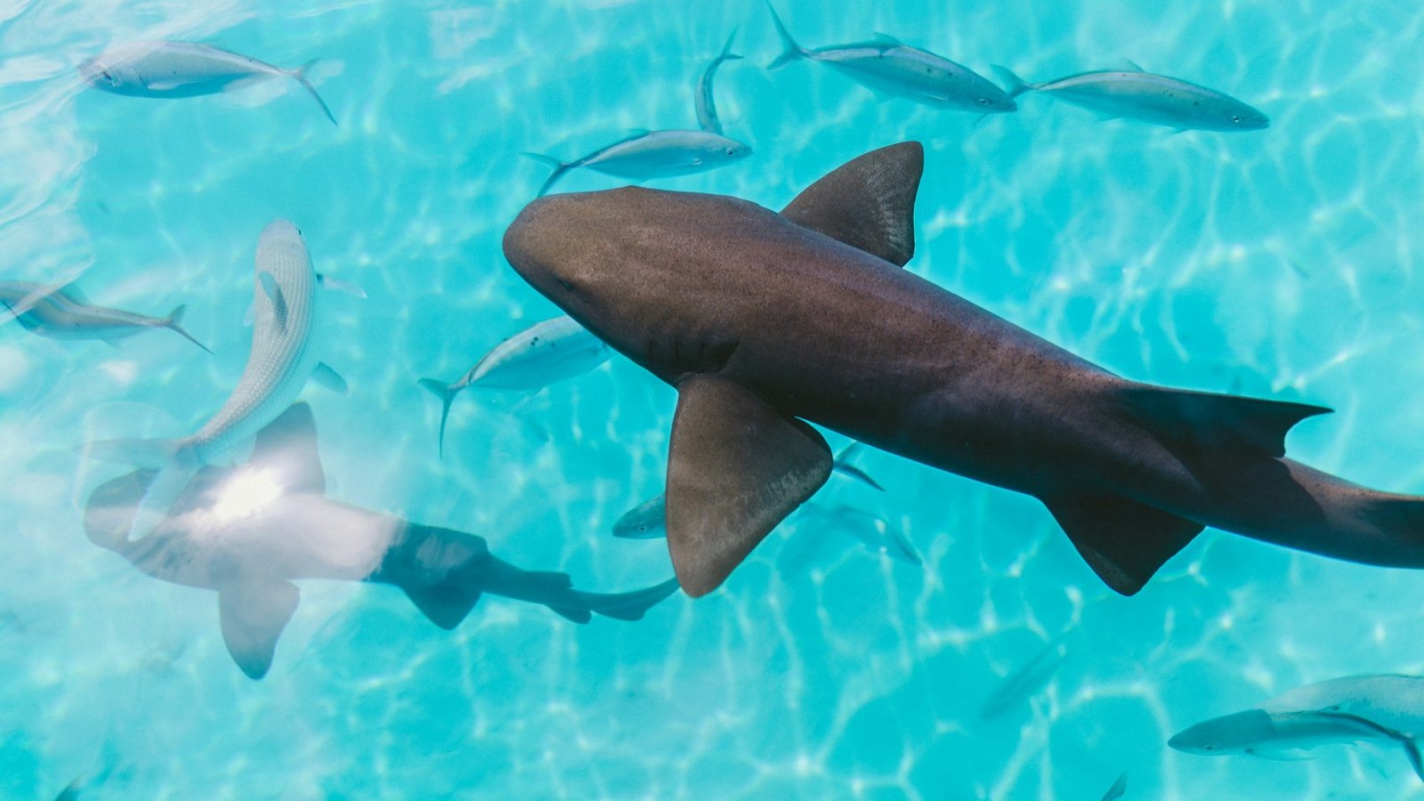 Nurse sharks swimming in clear blue water on a sunny day