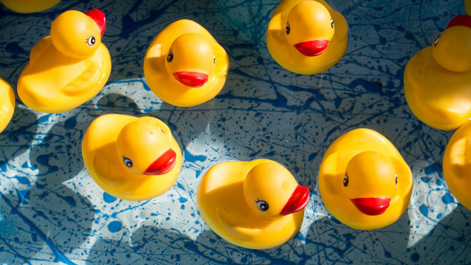 Rubber ducks in body of water