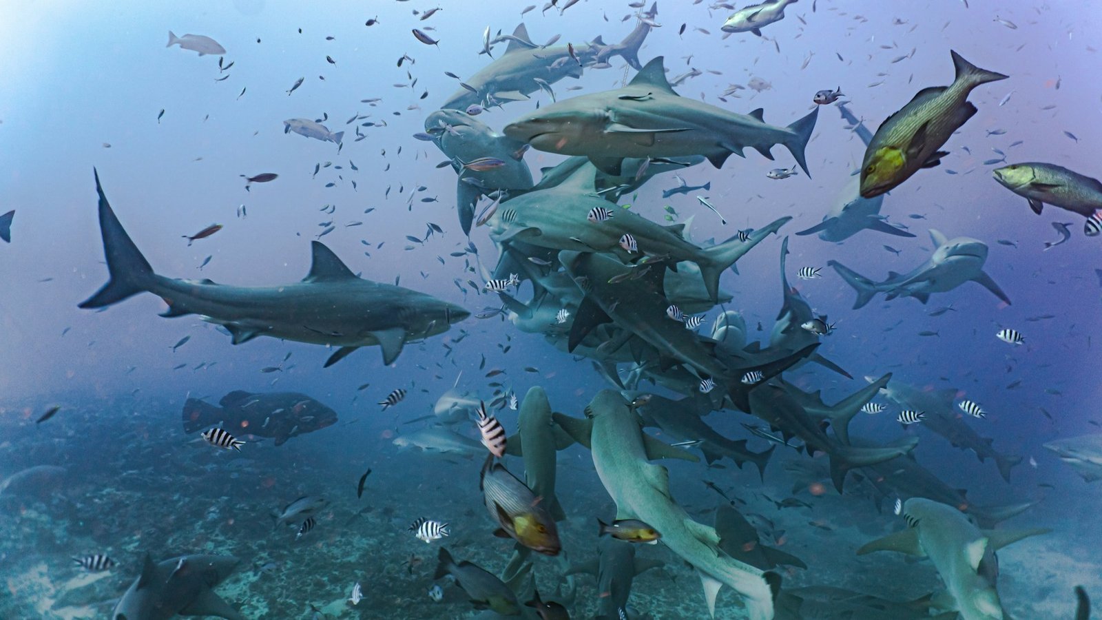 A group of sharks hunting in the ocean and eating smaller fish