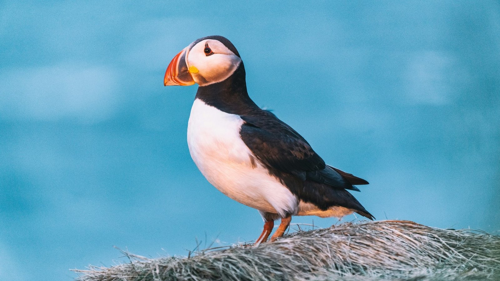 Top Seabird Species to Watch Around the World
