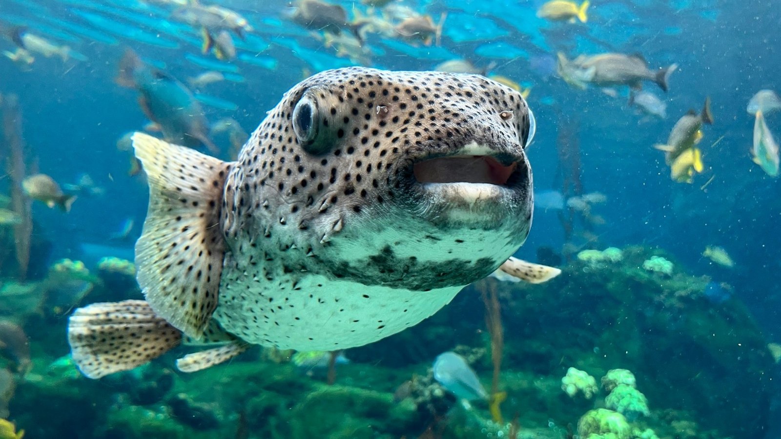 10 Ocean Facts That Sound Fake but Are Absolutely True