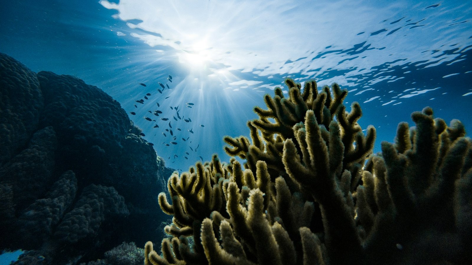 Underwater image of coral reefs and small fish