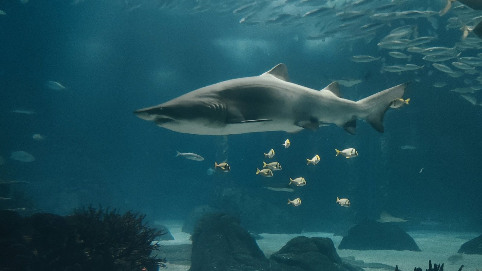 Shark swimming near a school of small fish near coral reefs