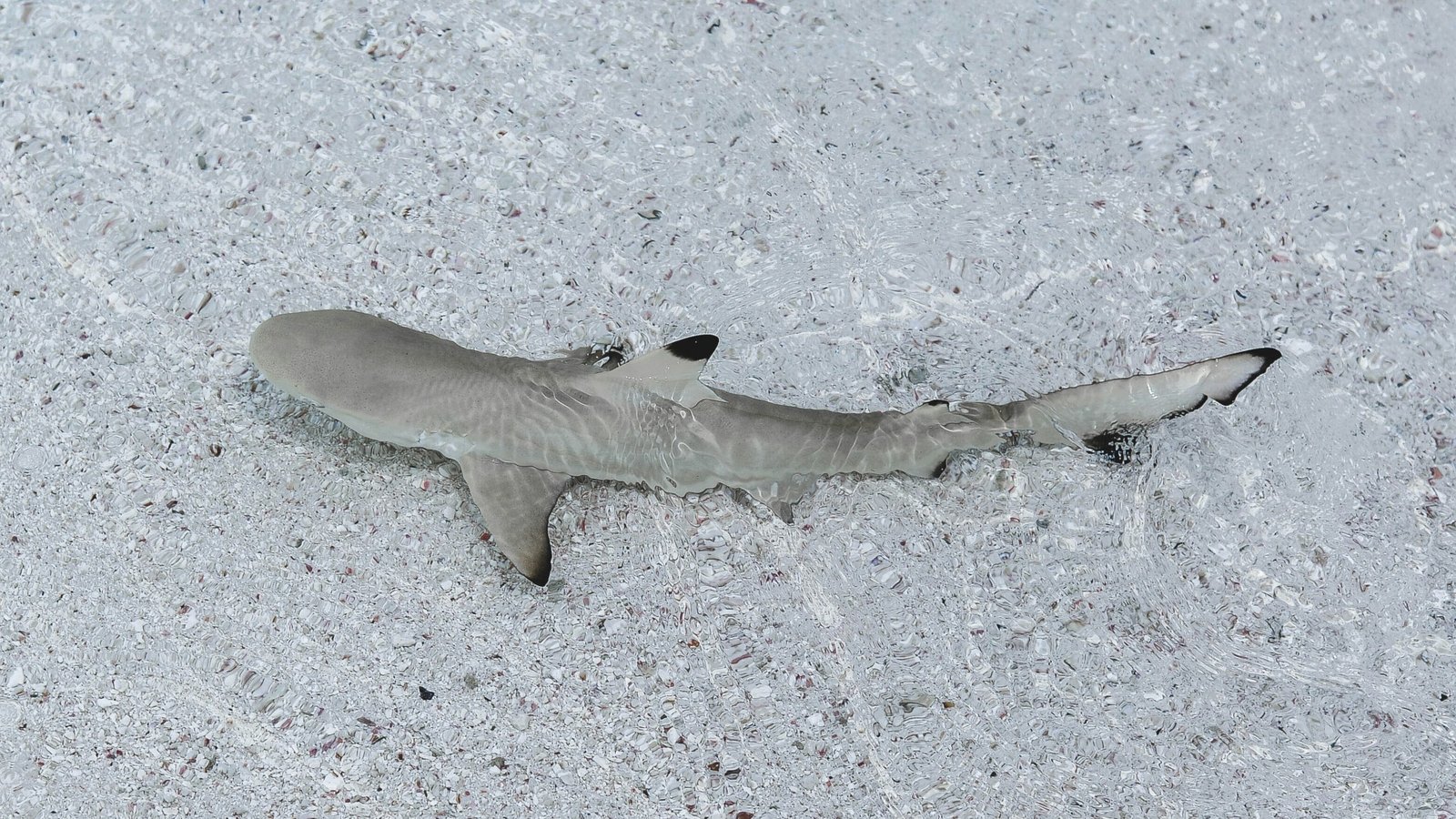 Juvenile blacktip reef shark swimming in clear water in the Maldives