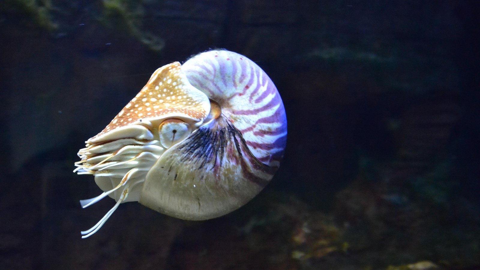 Close-up image of a nautilus swimming in clear water