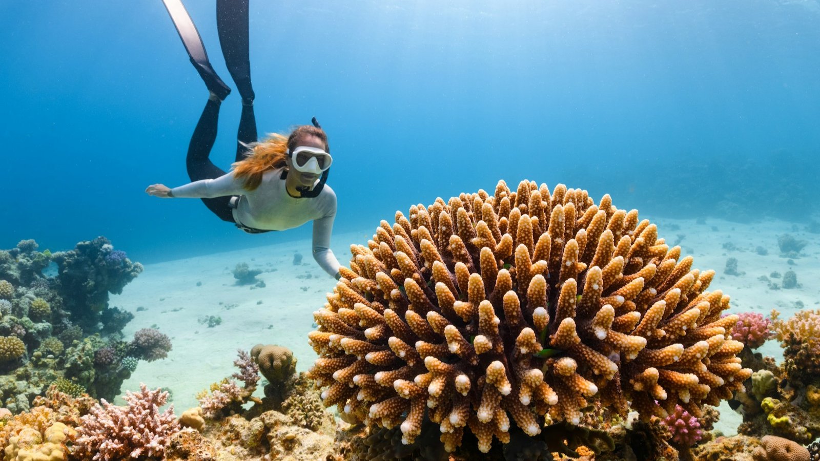 Scuba diver swimming near coral reefs while exploring the ocean