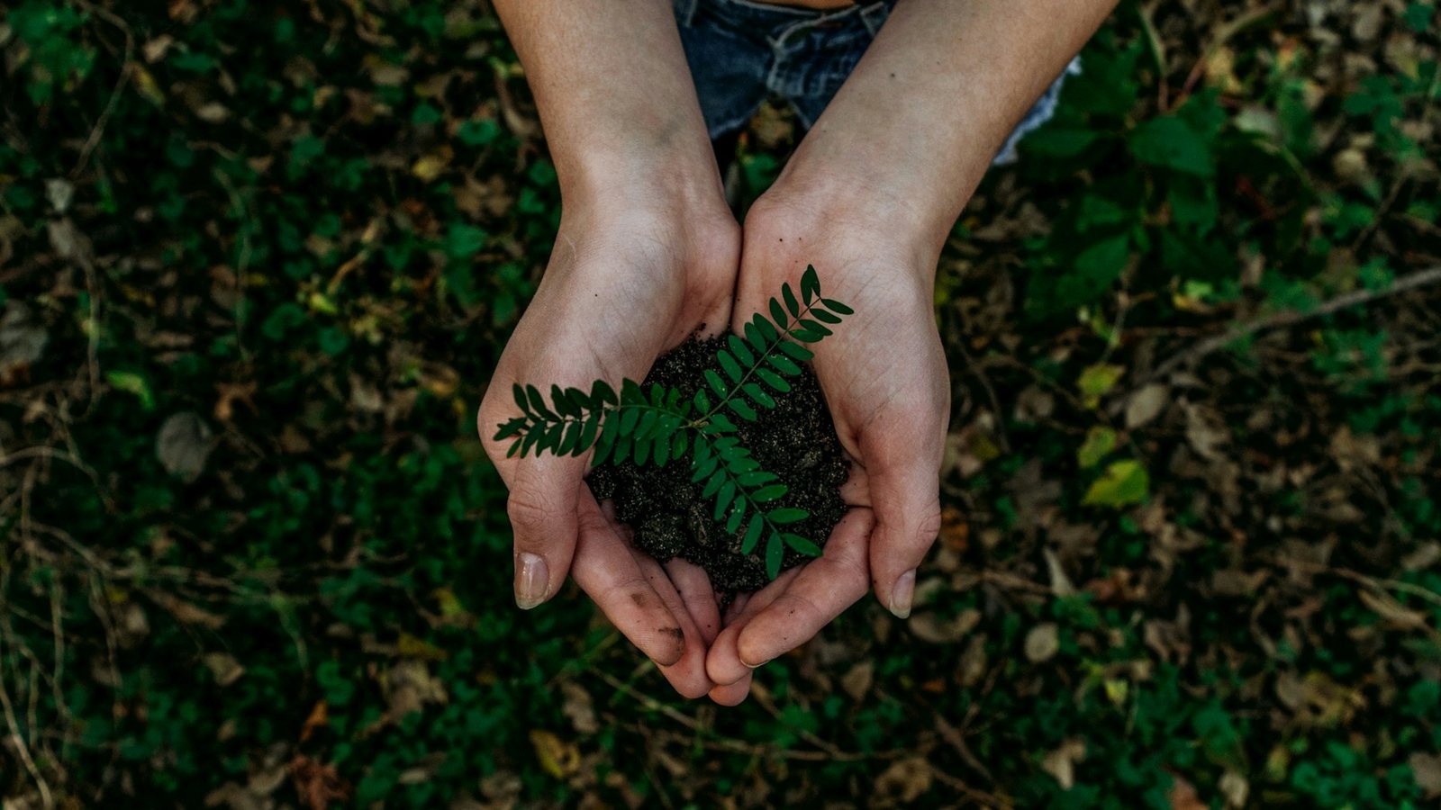 Woman holding earth and a small plant in her hands symbolizing life and love for nature