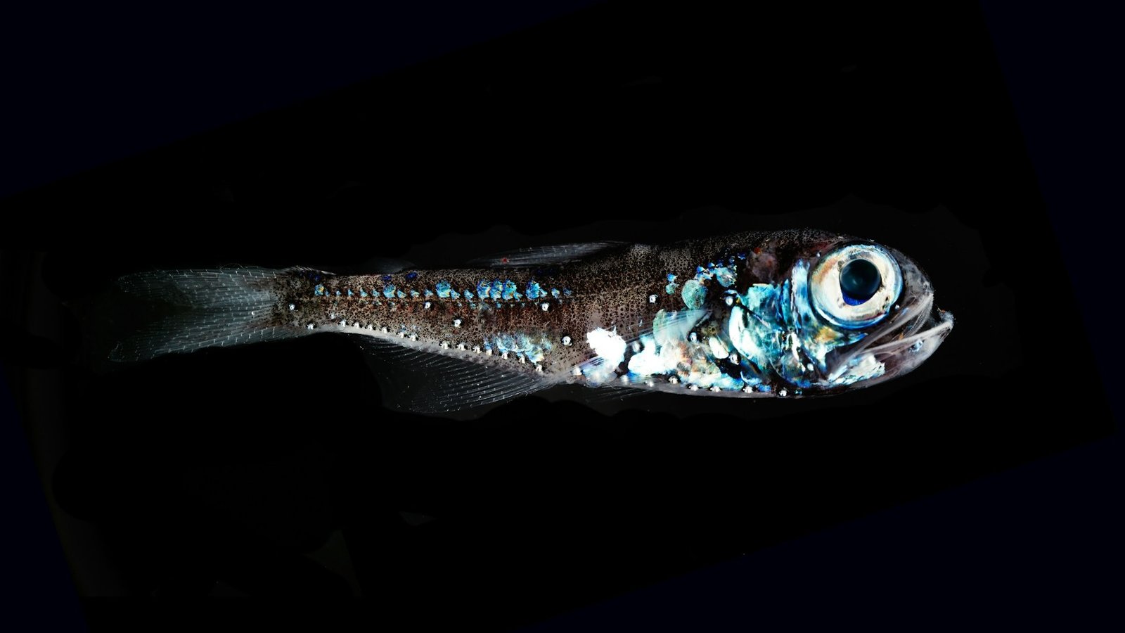 Close-up image of a deep-sea lantern fish with black background