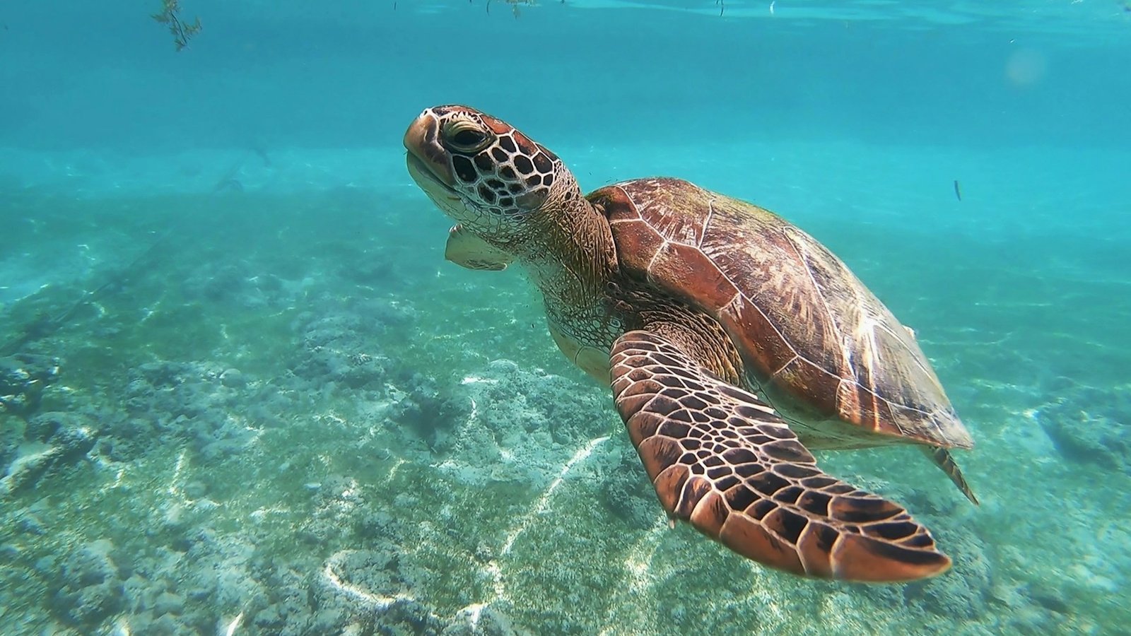 Why Ocean Conservation Matters Now More Than Ever