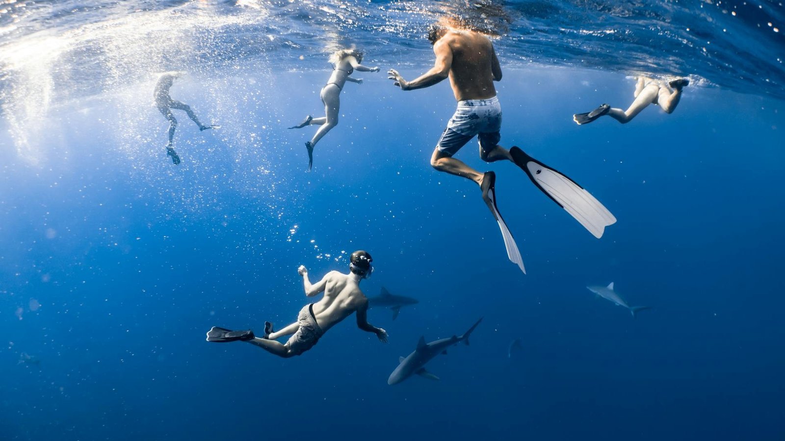 Scuba divers swimming near sharks in clear water