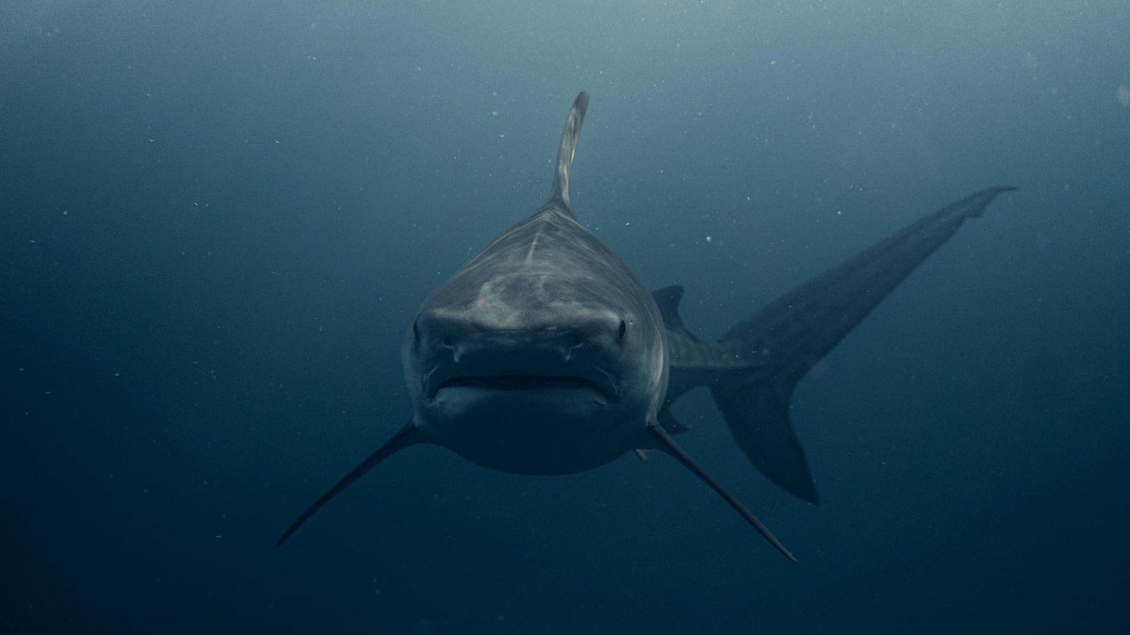 Close-up image of a scary tiger shark (Galeocerdo cuvier) staring at the camera