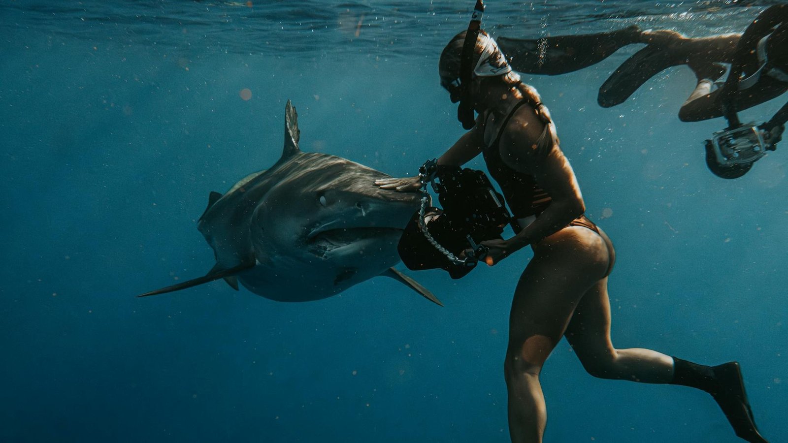 The Truth About Shark Attack Statistics: Myths and Facts