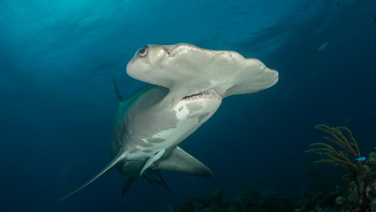 Close-up photo of a hammerhead shark (Sphyrnidae)