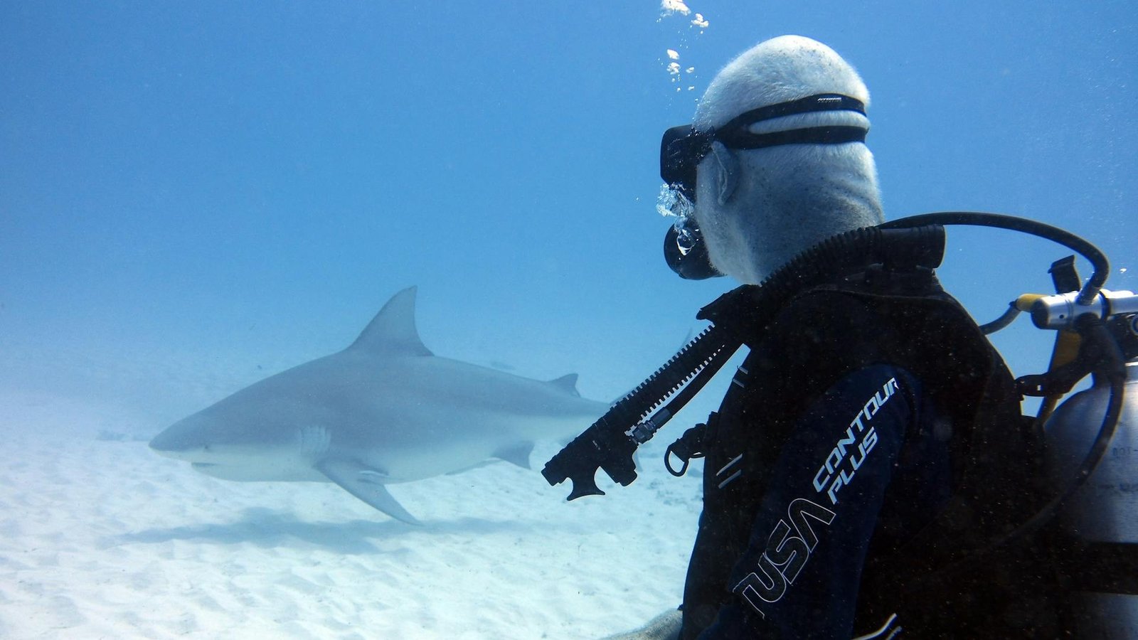 Scuba diver looking at a shark near sandy ocean floor