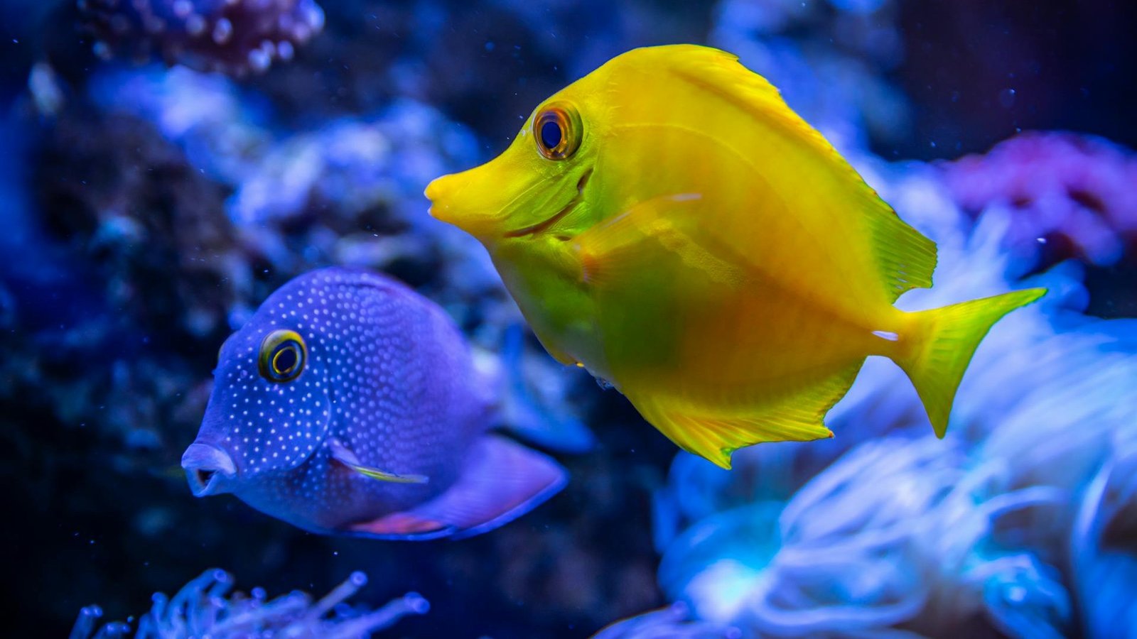 Yellow and blue butterflyfish swimming in the aquarium