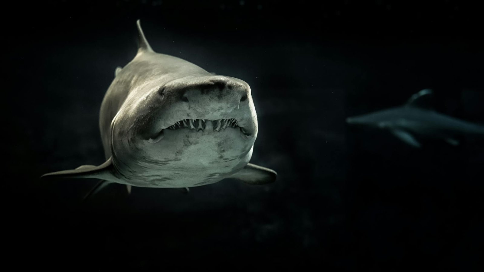 Selective focus photography of a large shark with dark background