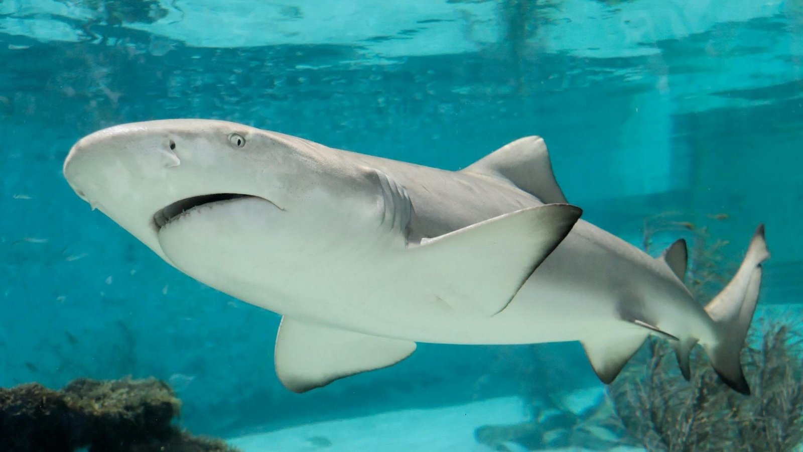 Grey reef shark (Carcharhinus amblyrhynchos) swimming in clear blue water