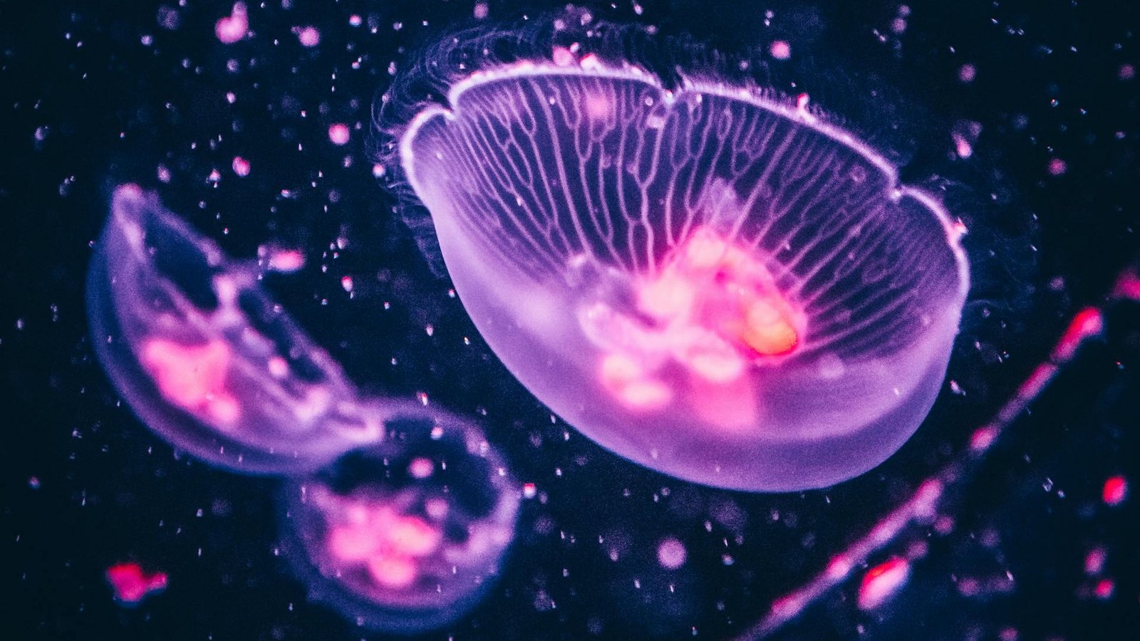 5 Sea Creatures That Glow in the Dark and Why They Do It