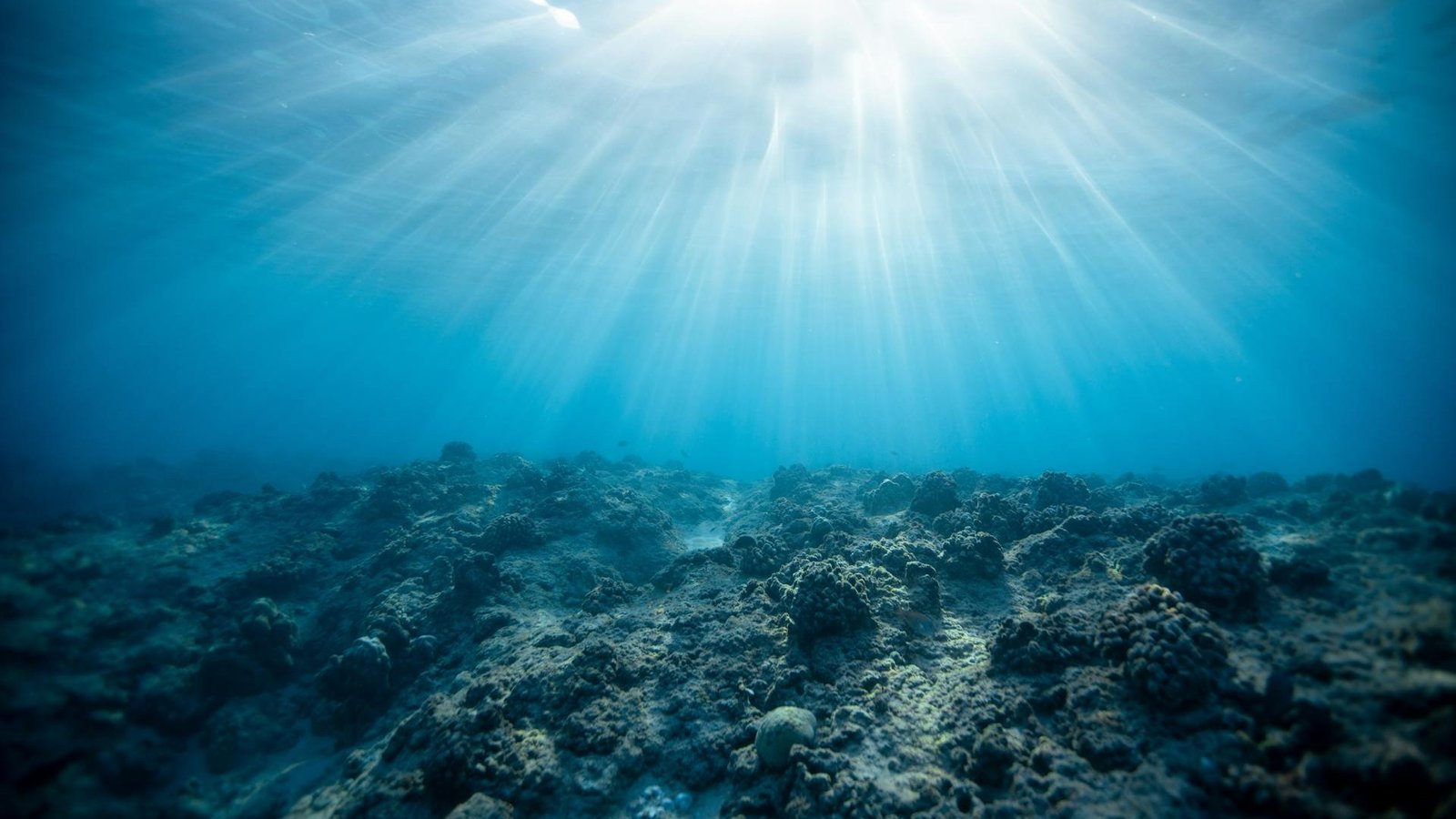 Underwater image of coral reefs on a sunny day