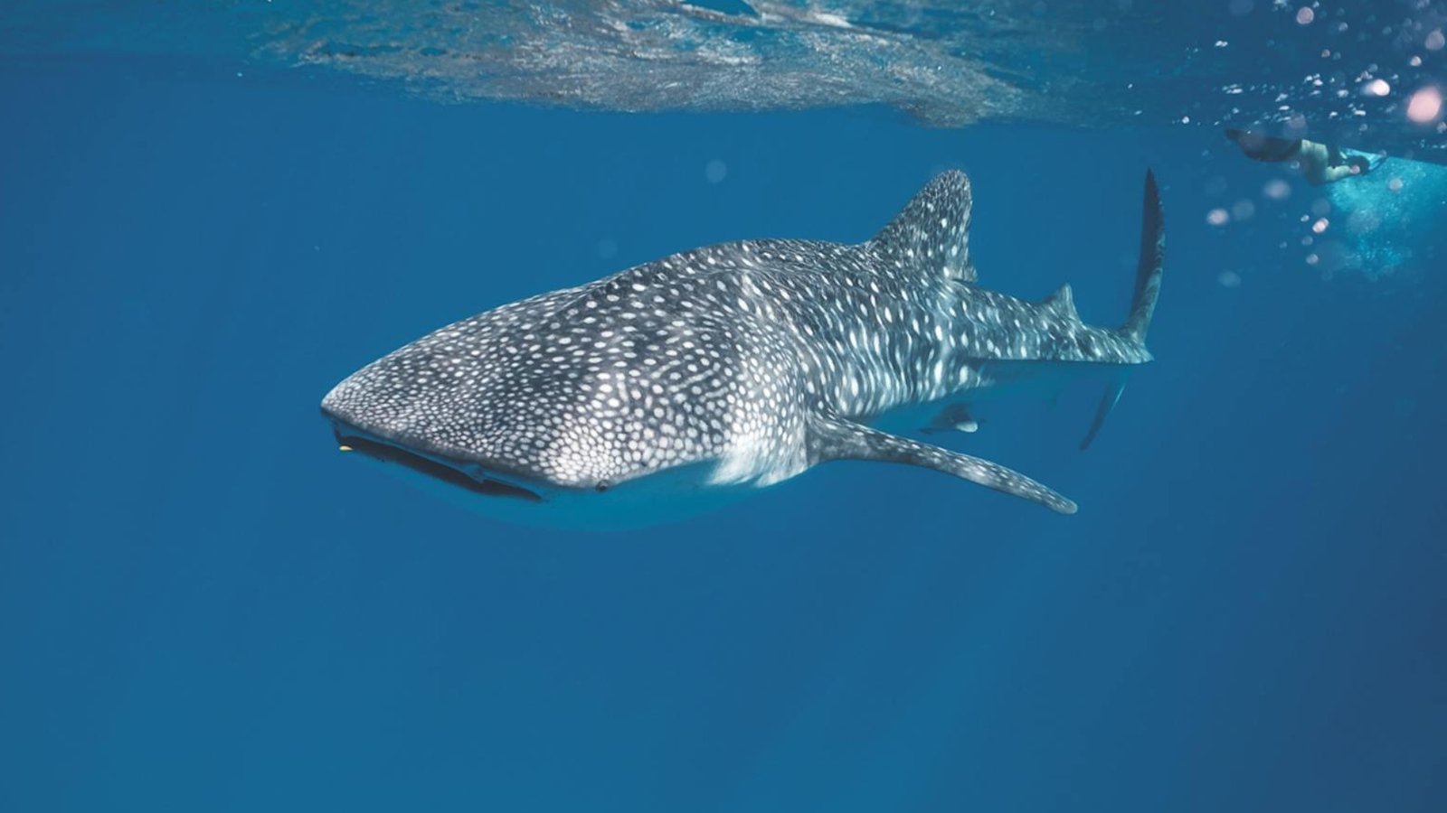 Whale shark swimming in clear blue water during daytime