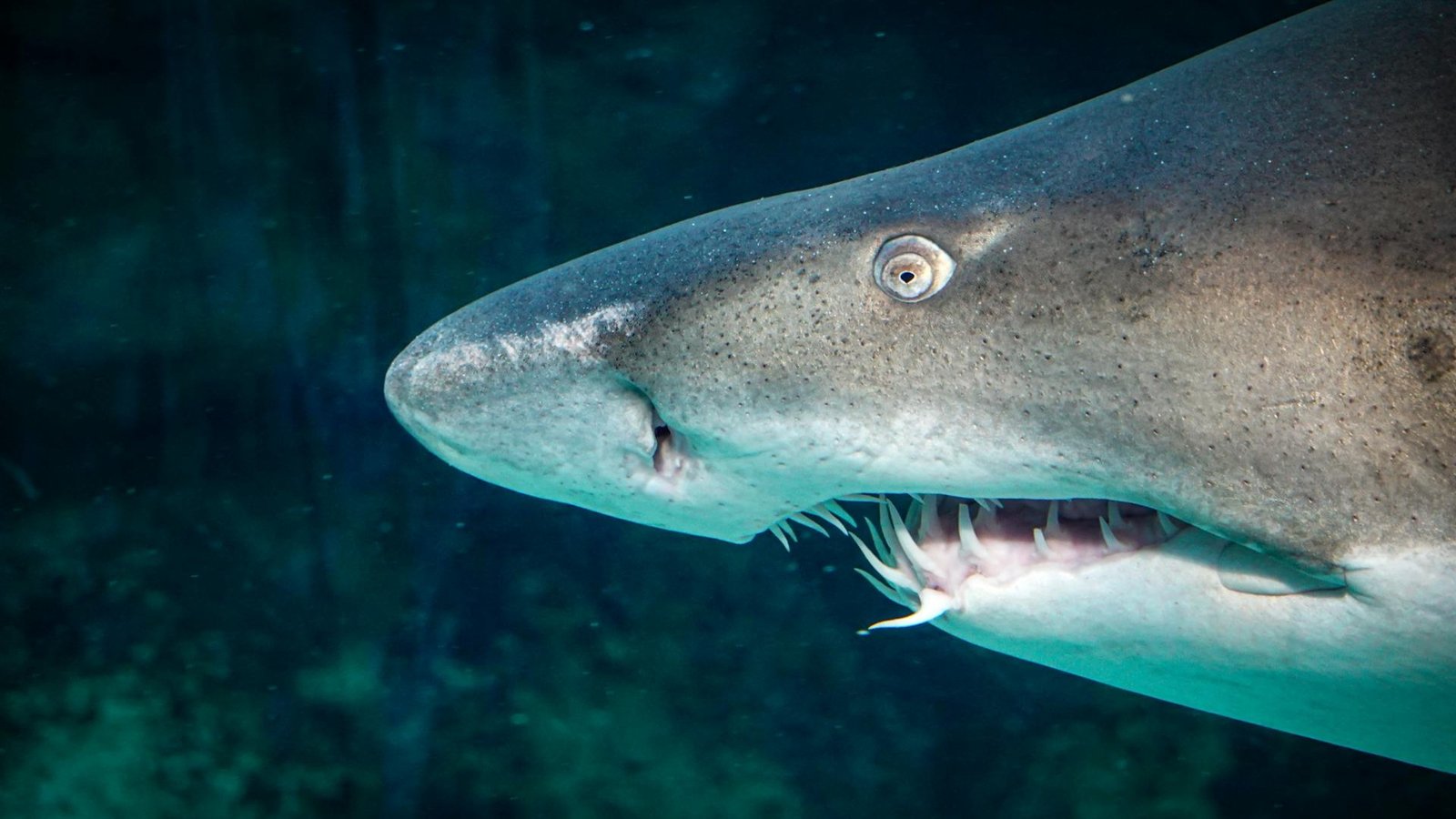 Close-up image of a shark's head with its teeth clearly visible