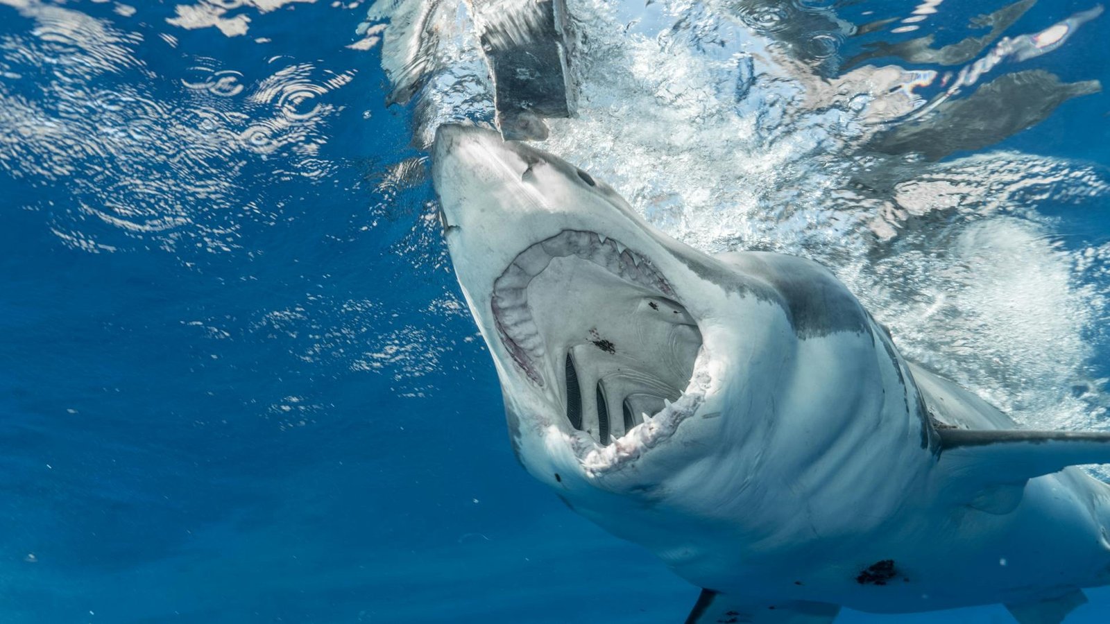 Great white shark swimming in clear blue water with its mouth wide open