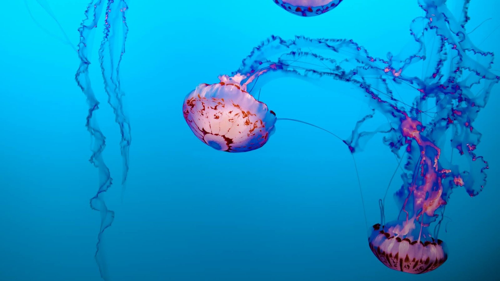 Jellyfish swimming in clear blue water