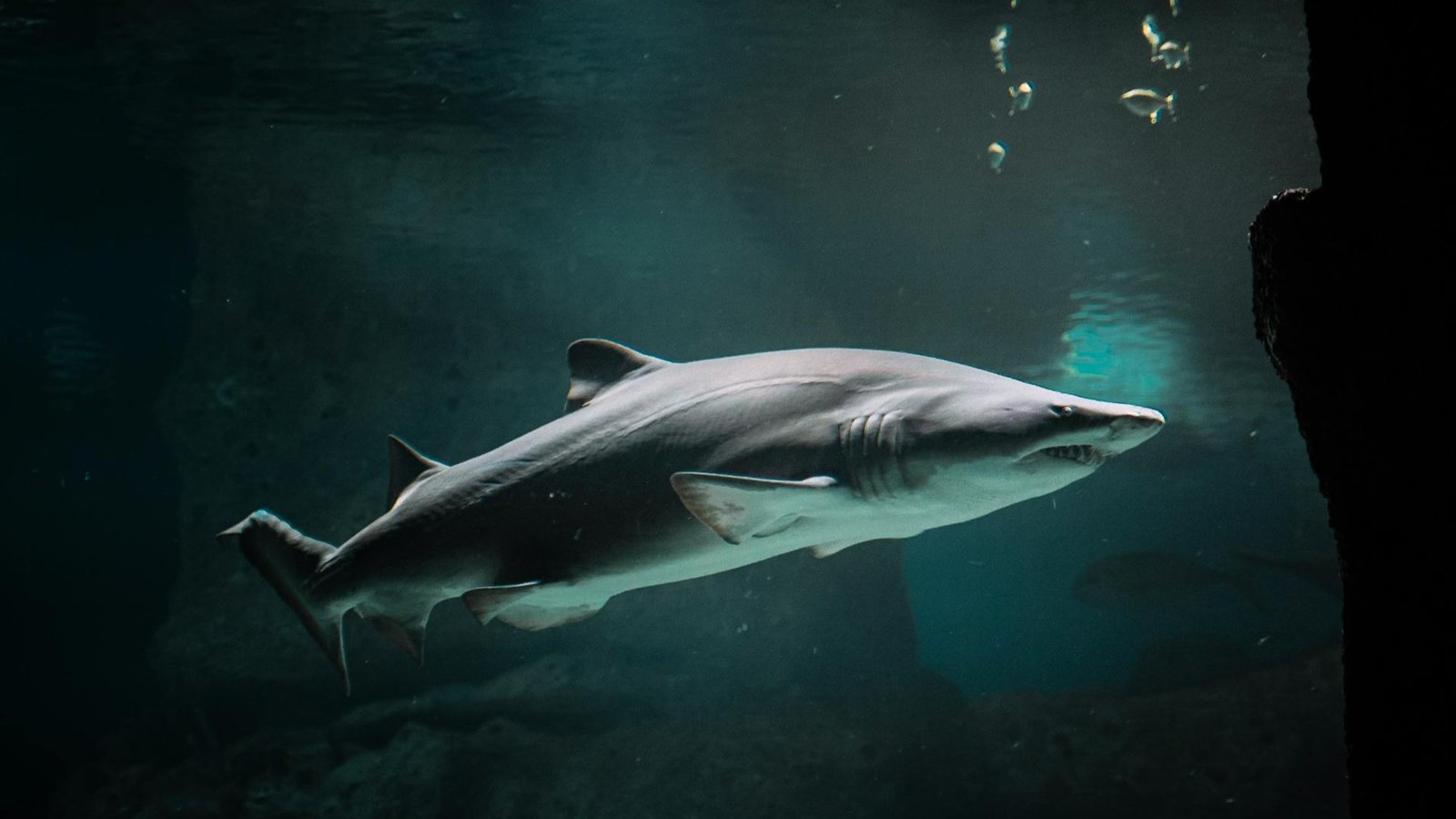 Lemon shark (Negaprion brevirostris) releasing air bubbles while swimming in the water