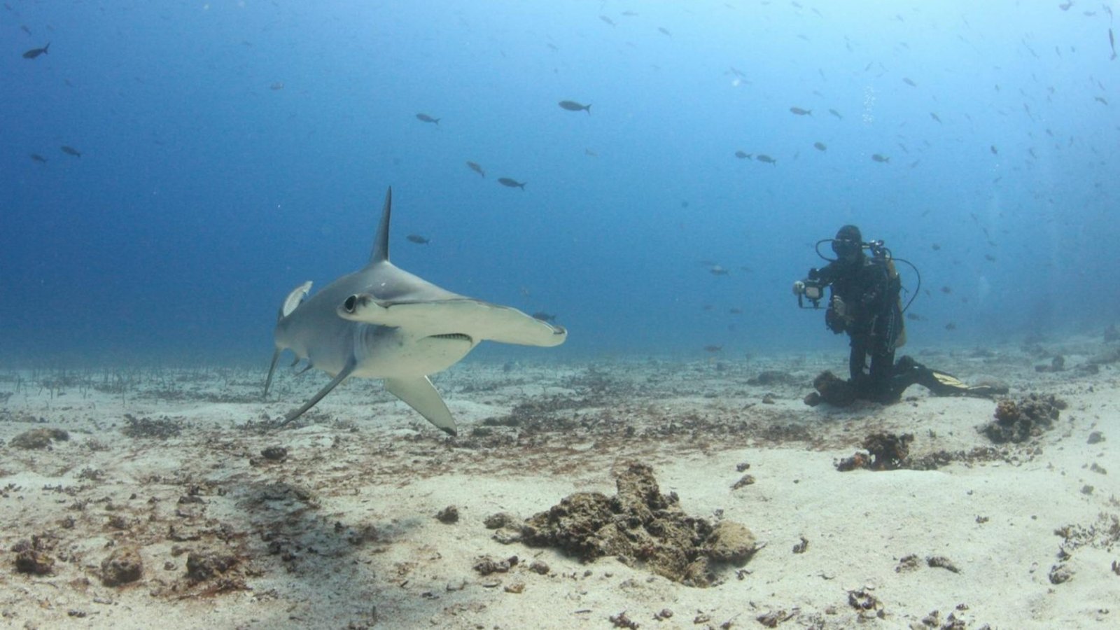 Scuba diver photographing a hammerhead shark in clear water