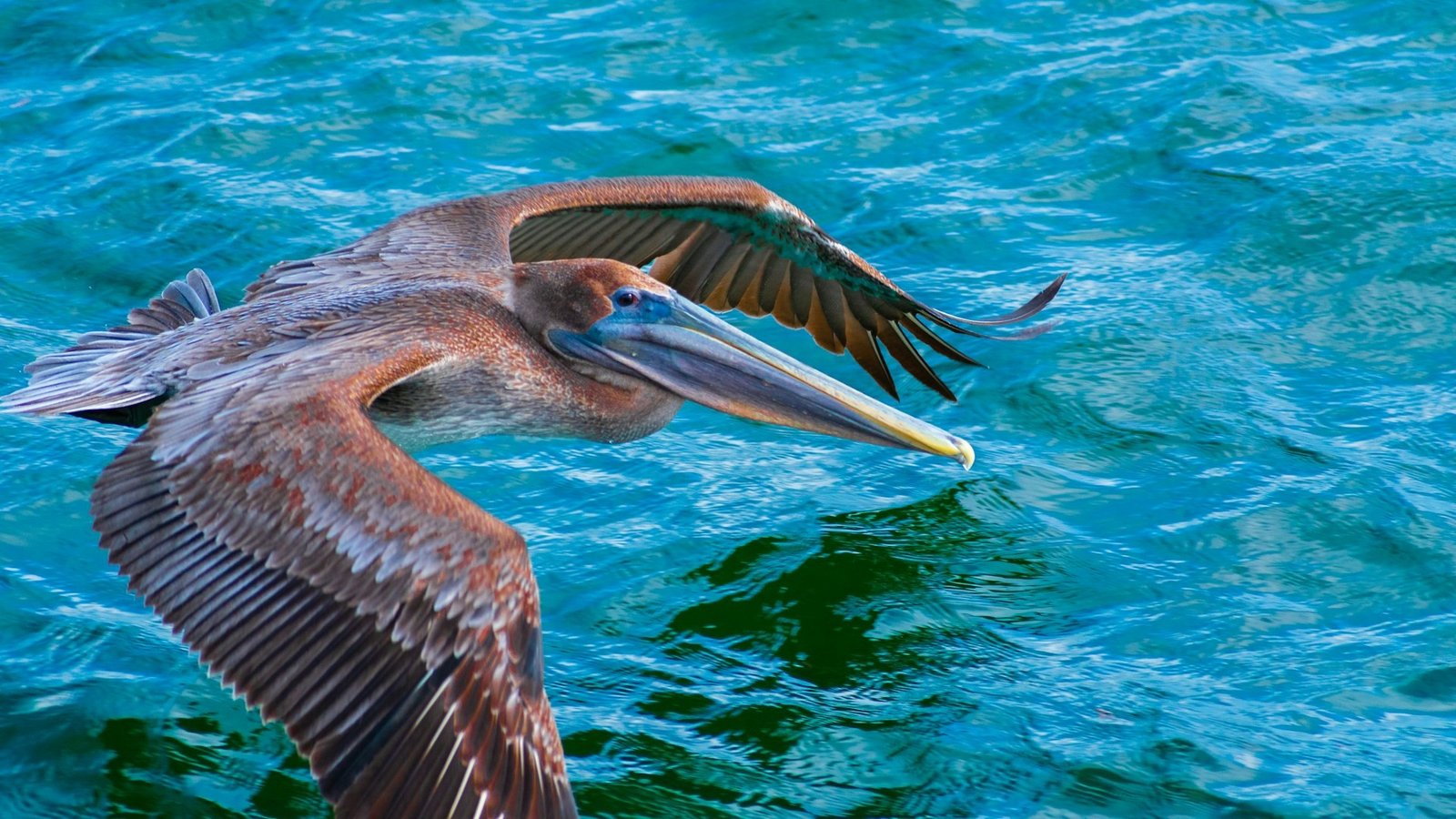 Seabird Superpowers: Diving and Gliding