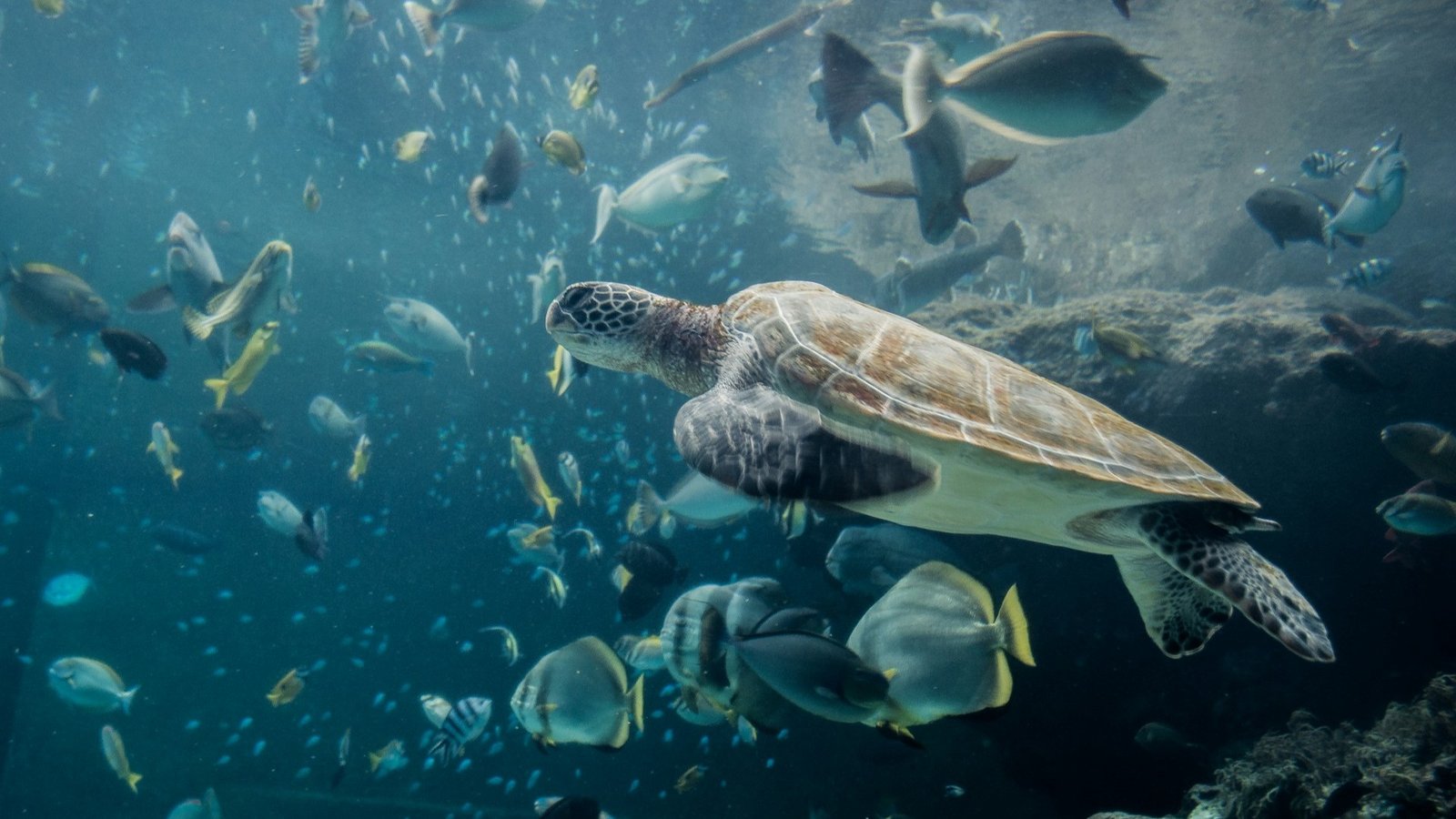 10 Simple Ways You Can Help Save the Ocean