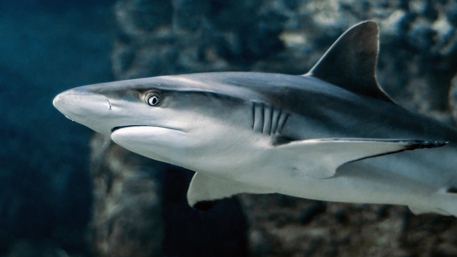 Close-up of juvenile grey reef shark (Carcharhinus amblyrhynchos)