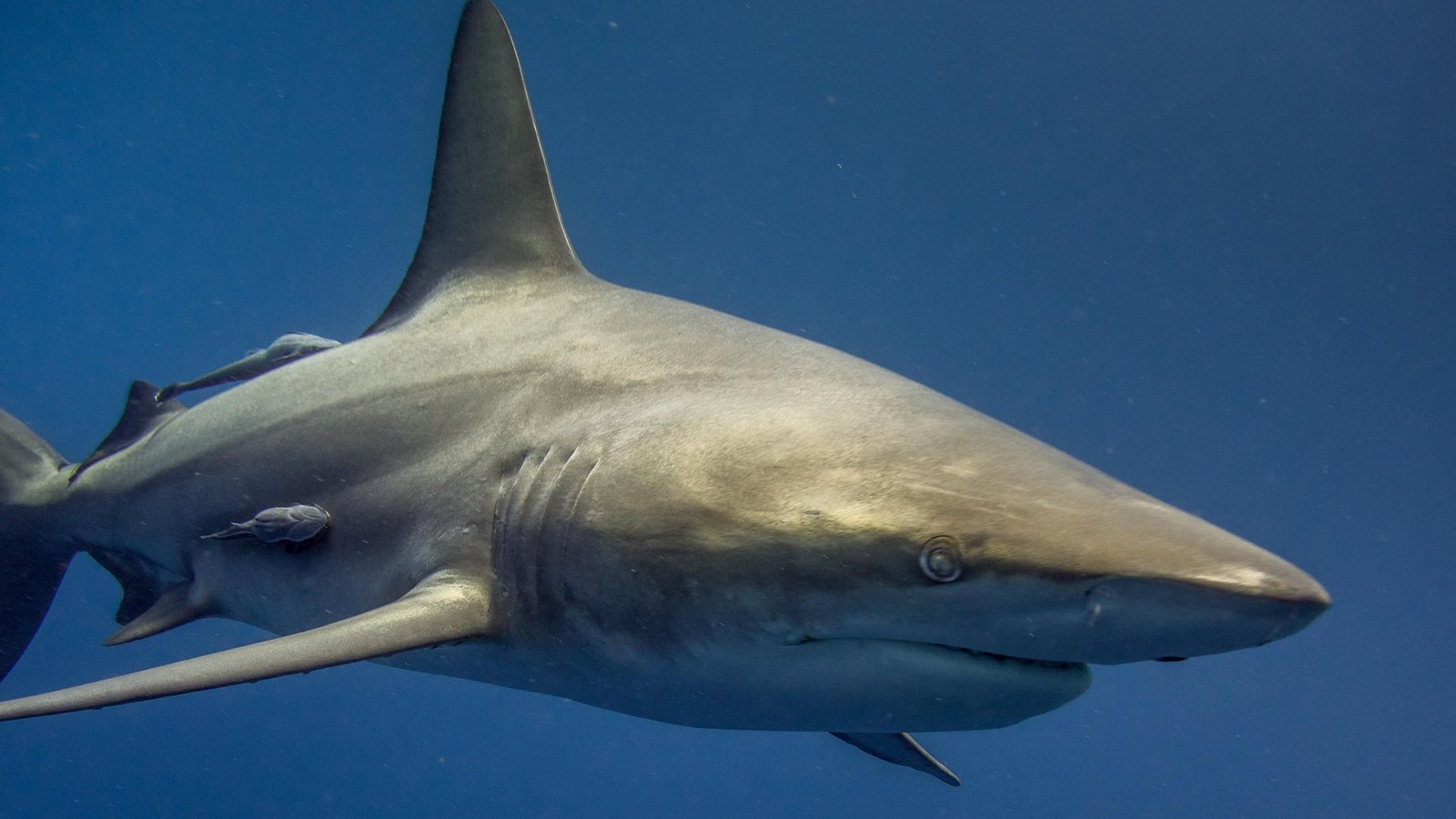 a grey reef shark (Carcharhinus amblyrhynchos) swimming in the water