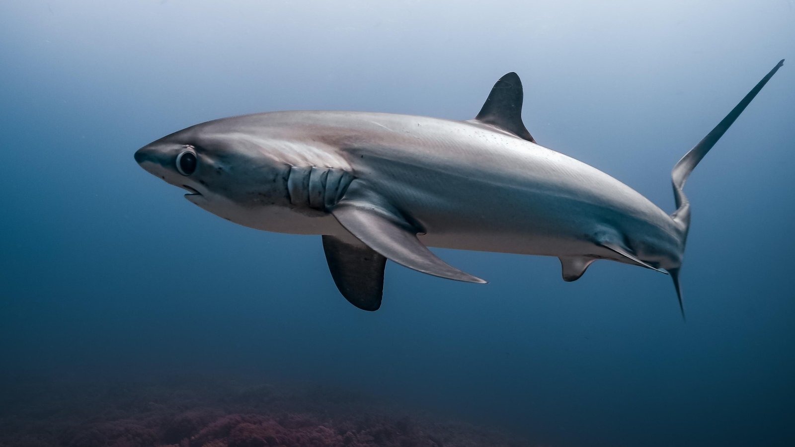 Underwater image of thresher shark (Alopias)