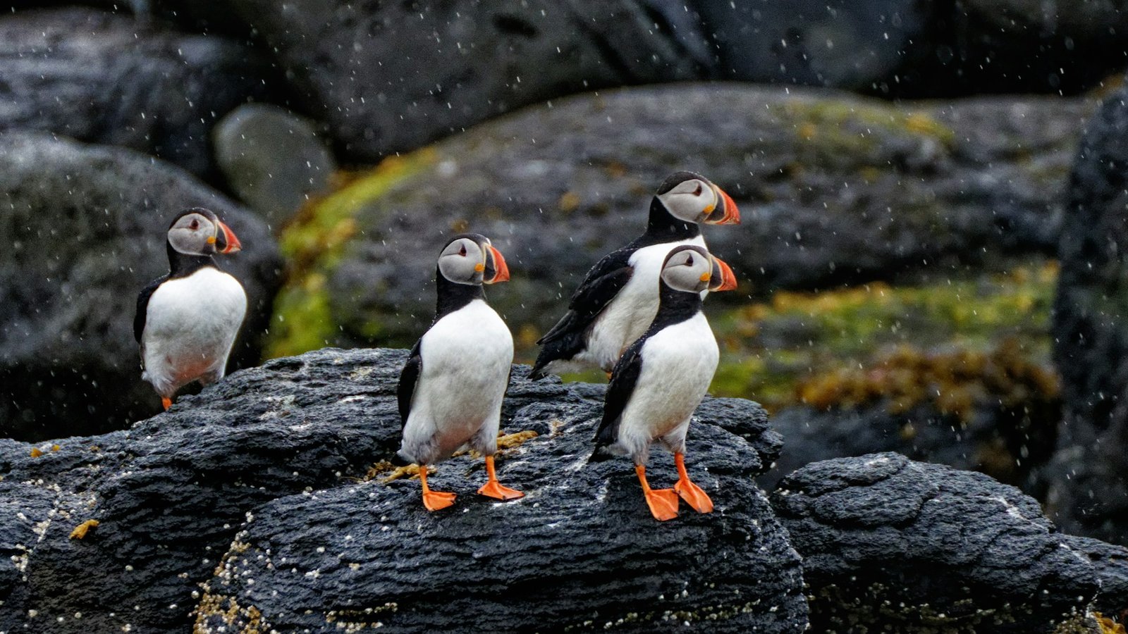 Understanding Seabird Nesting Behaviors