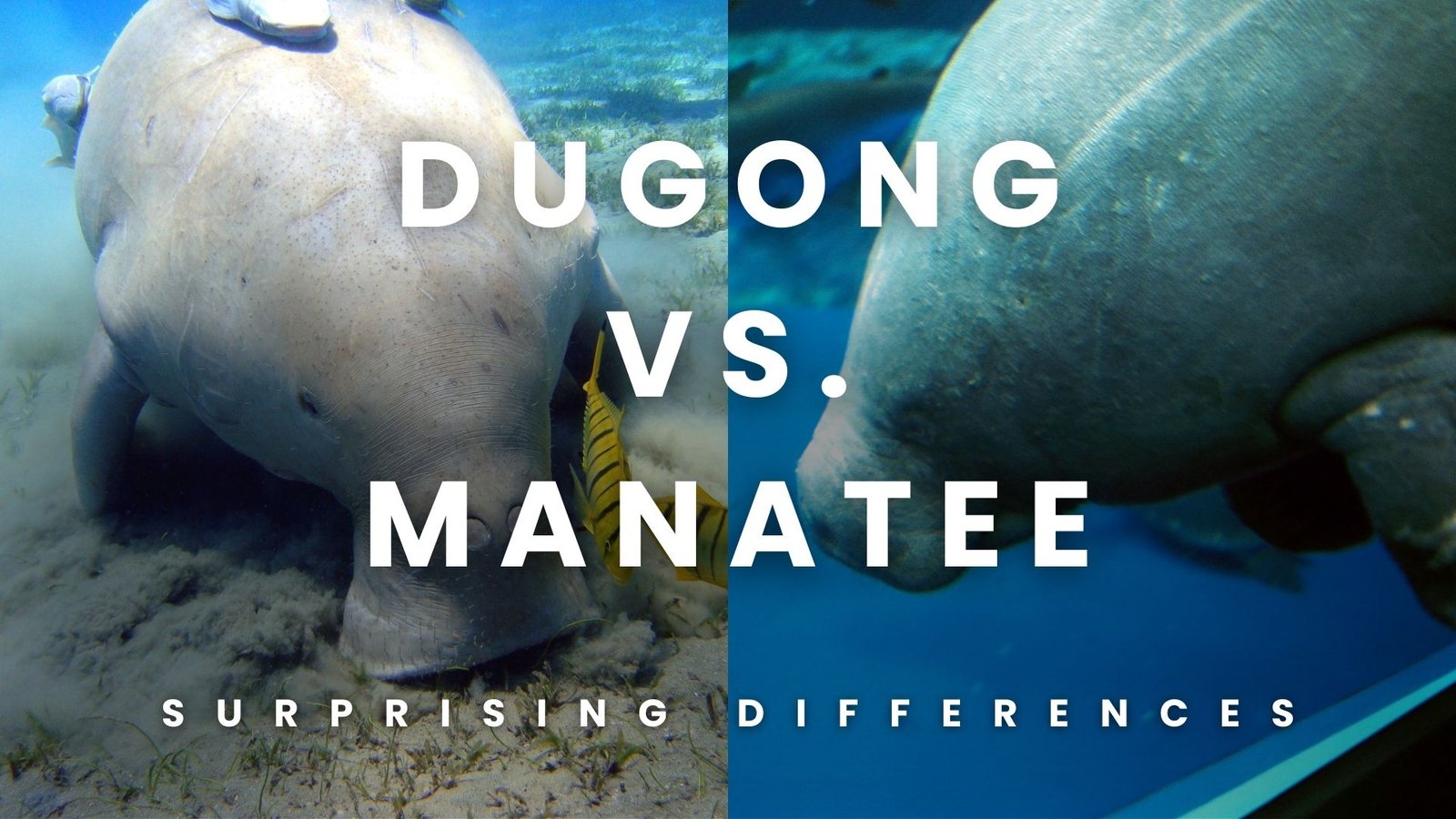 dugong vs manatee comparison