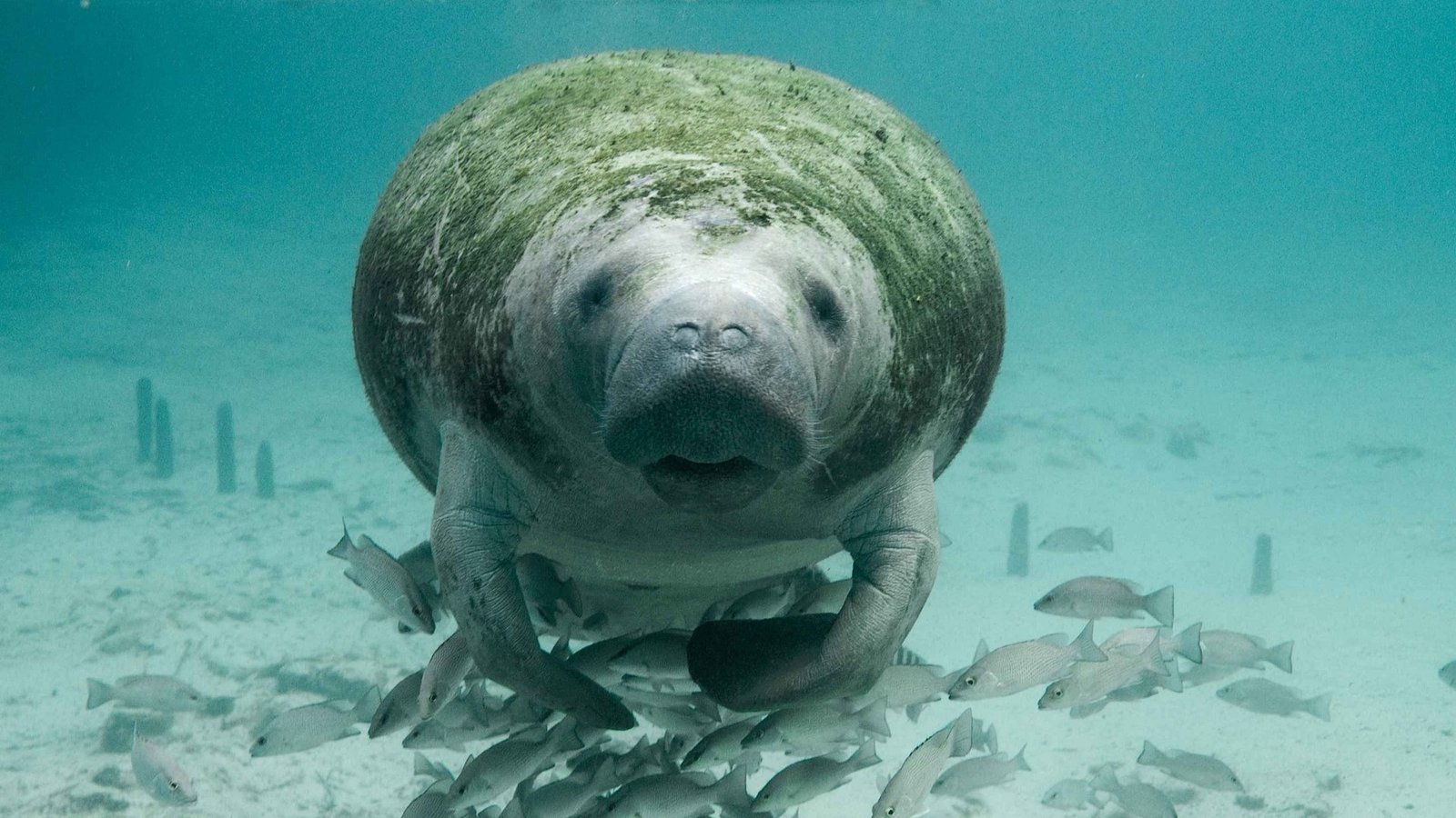 How Conservationists Are Saving Manatees