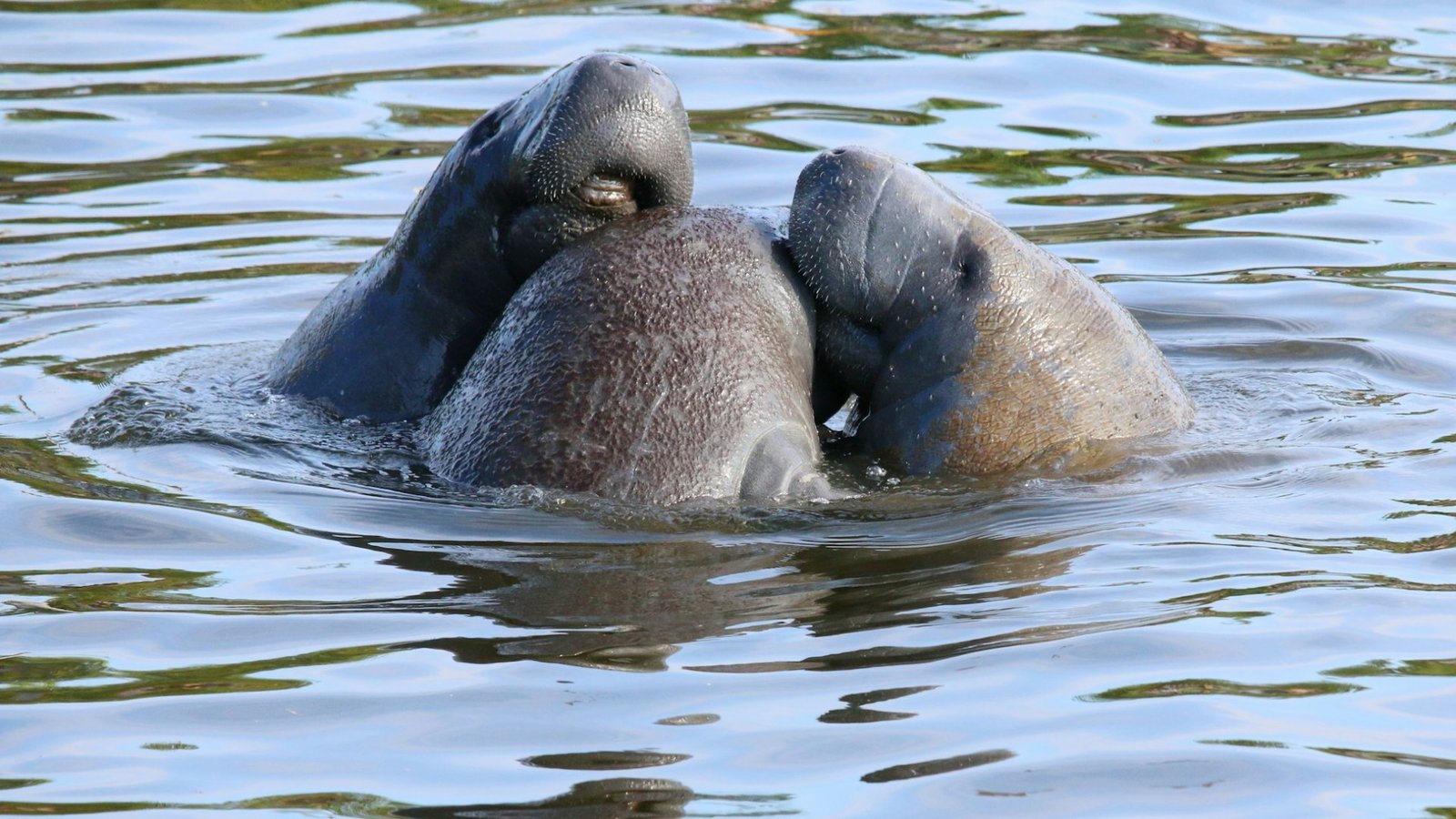Fascinating Facts About Manatee Migration