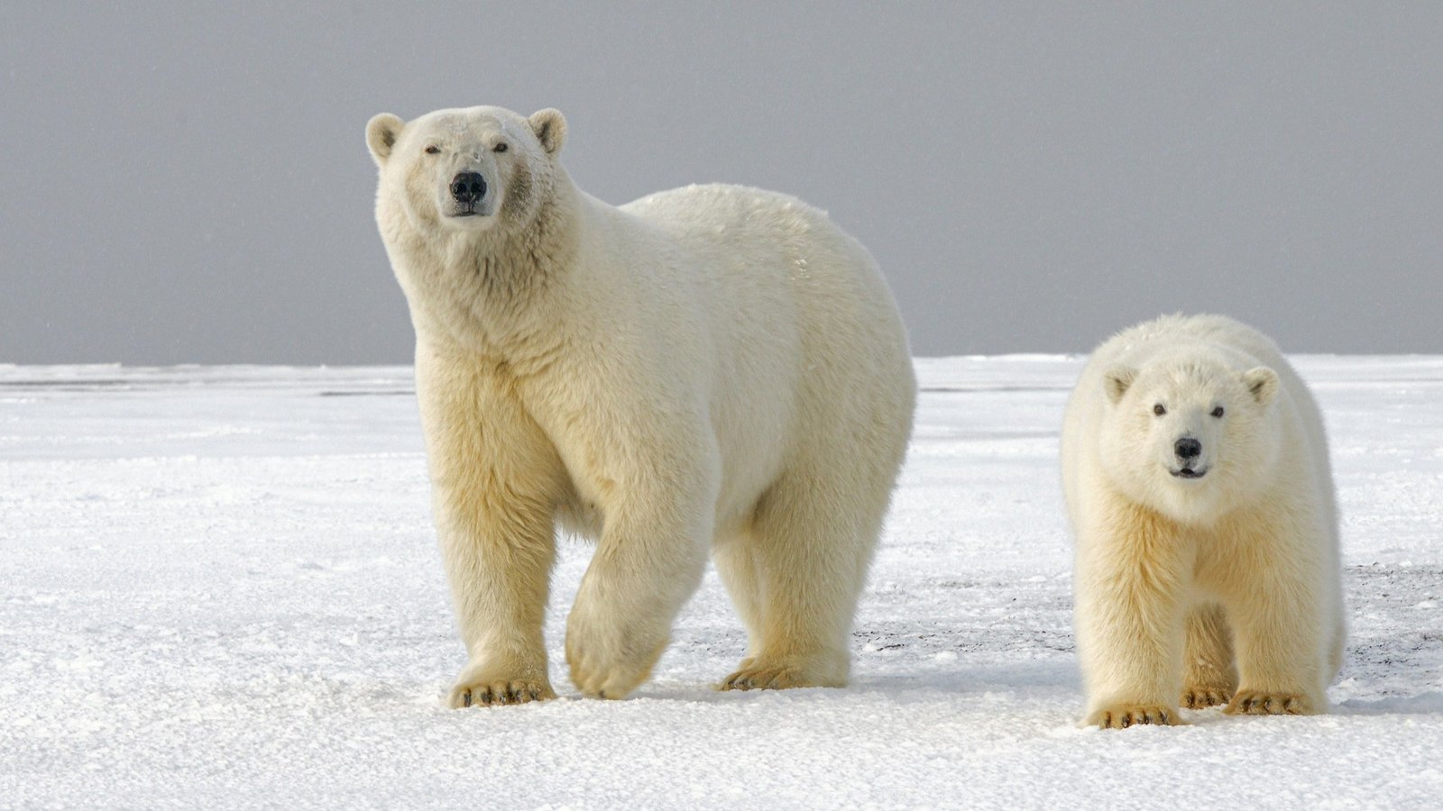How Polar Bears Survive Cold in Icy Oceans