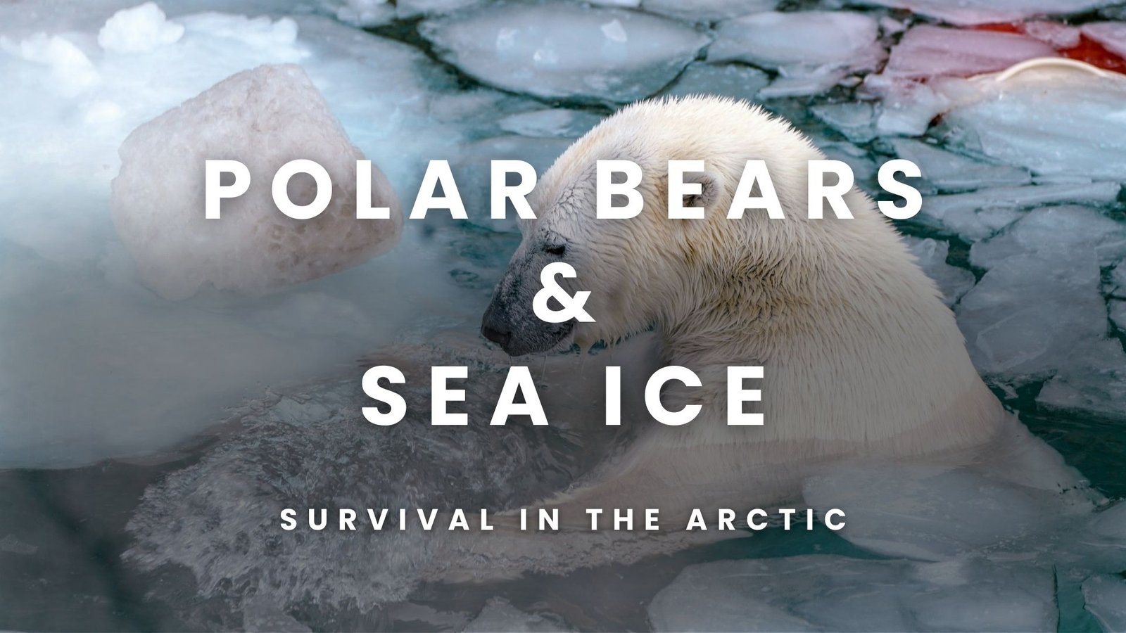 Discover the Amazing Connection of Polar Bears and Sea Ice: 5 Inspiring Facts You Didn’t Know
