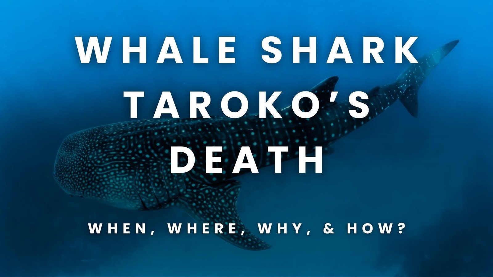 Whale shark taroko has died