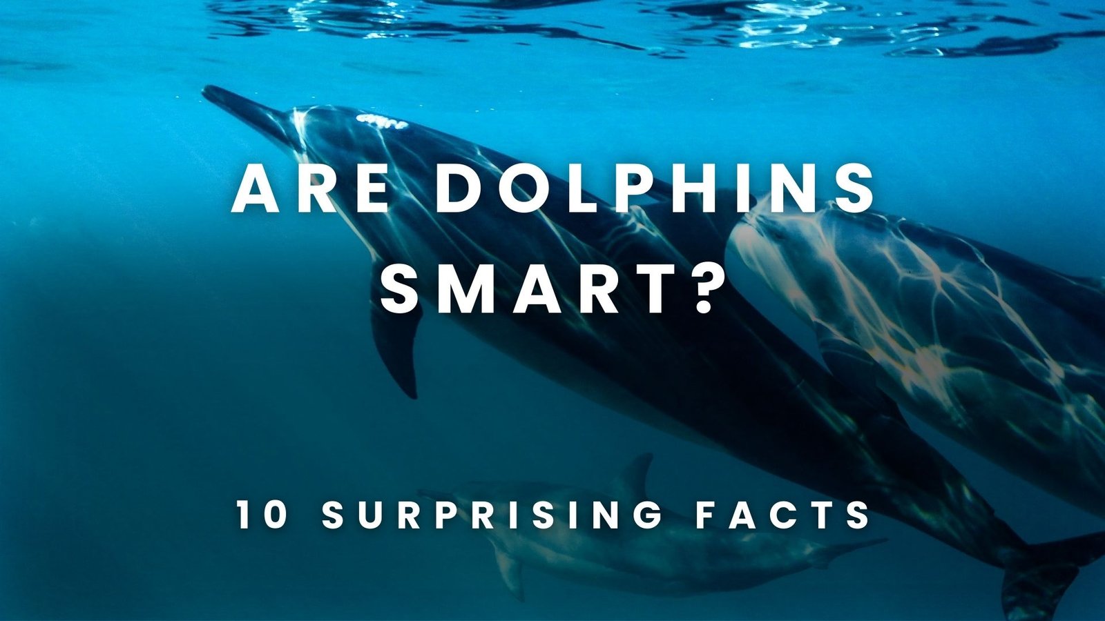 Are Dolphins Smart? 10 Surprising Facts About Their Intelligence