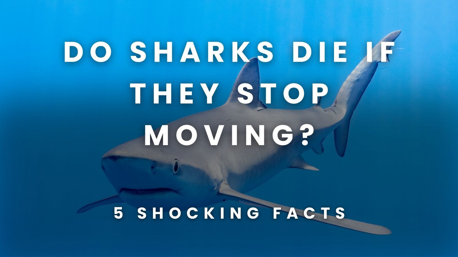 Do Sharks Die If They Stop Moving? 5 Shocking Facts You Didn’t Know
