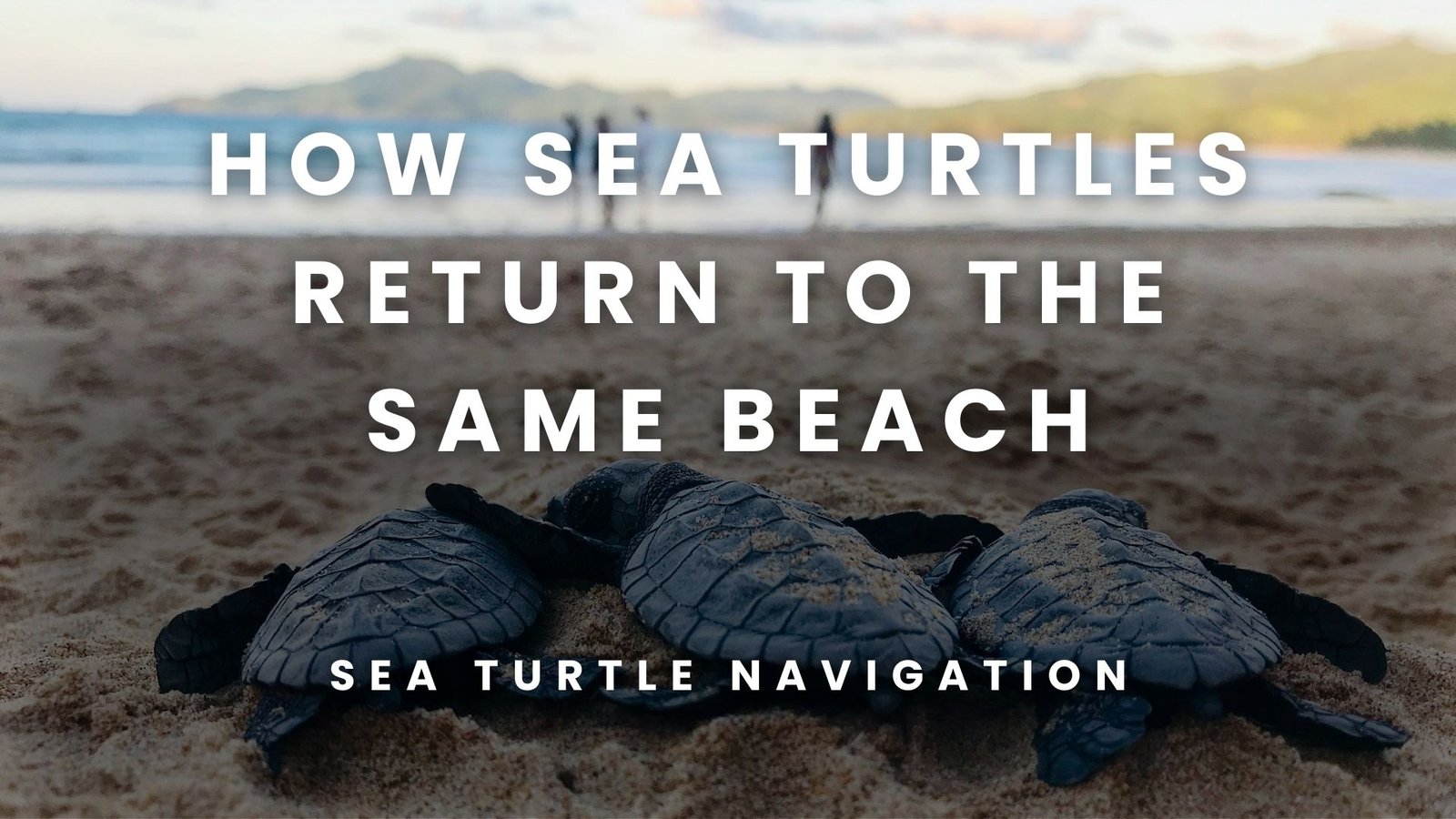 How Sea Turtles Return To The Same Beach? 5 Surprising Facts About Their Incredible Navigation Skills
