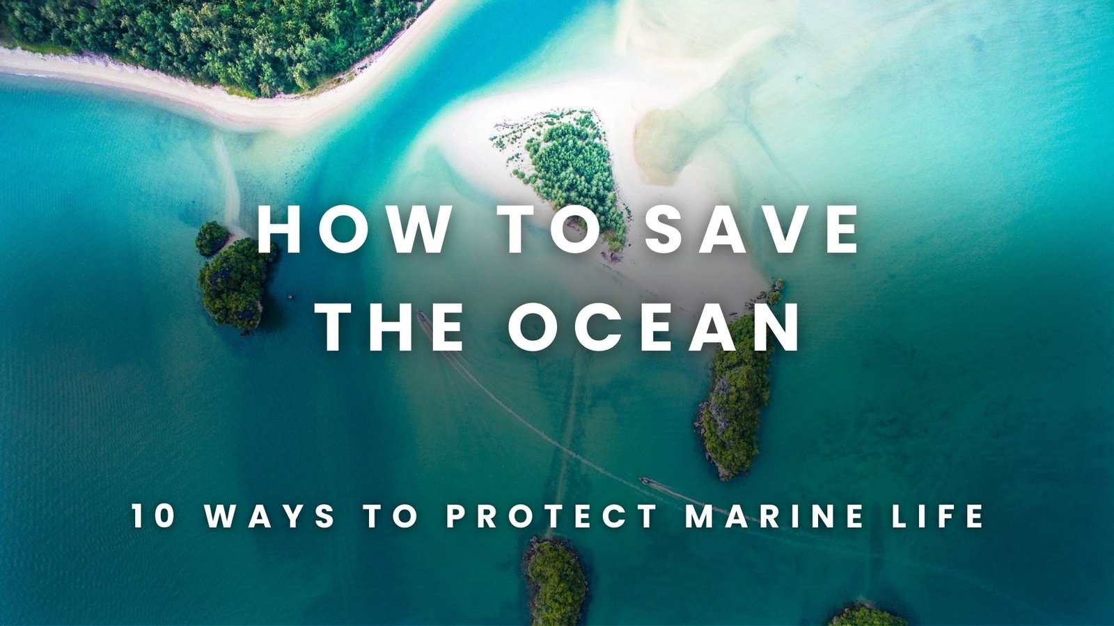 How To Save The Ocean: 10 Ways You Can Protect Marine Life