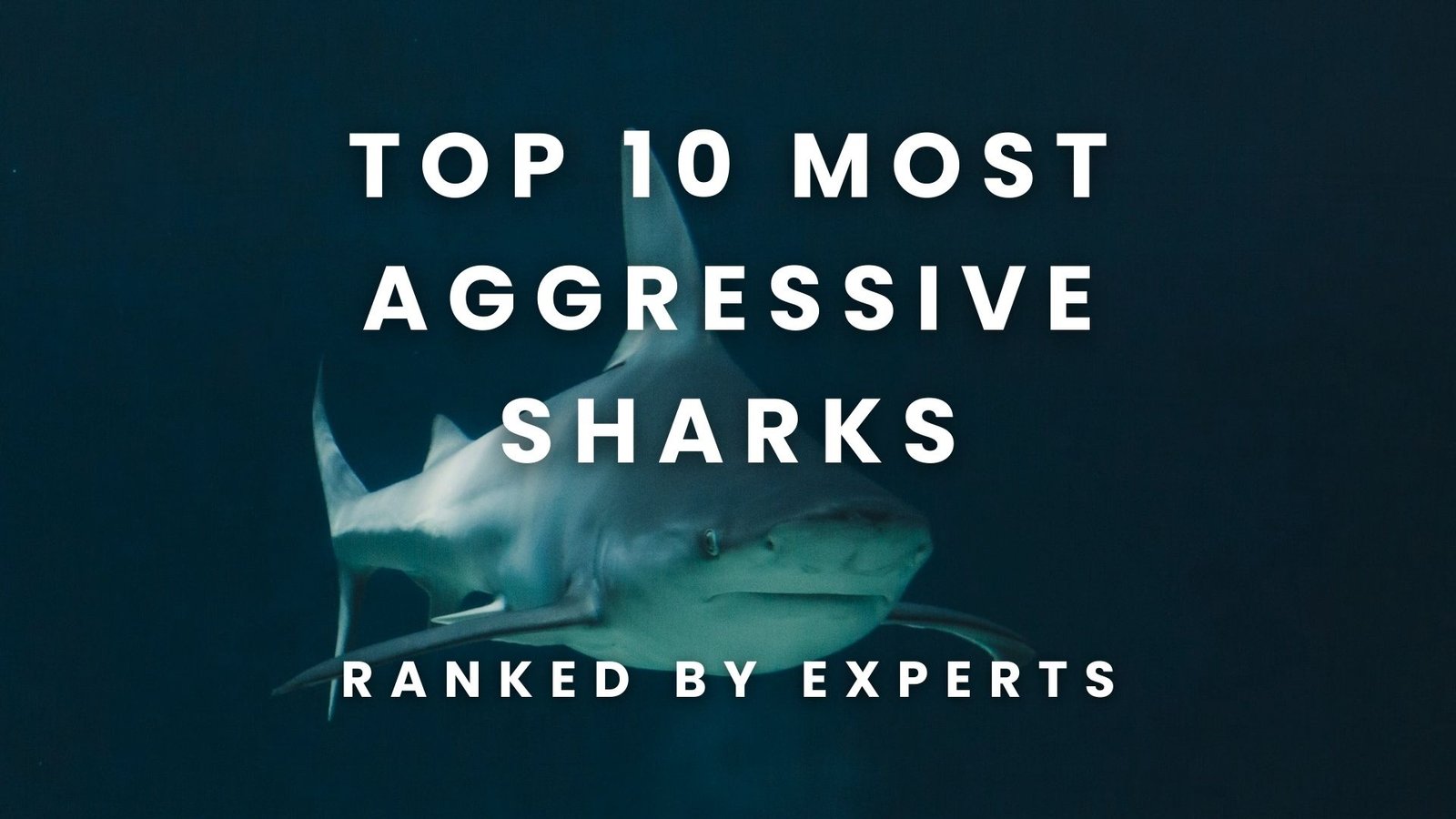 Top 10 Most Aggressive Sharks Ranked By Experts