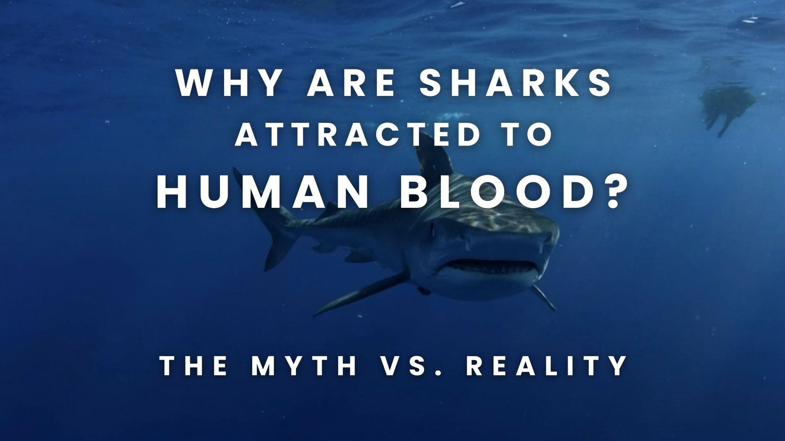 Why Are Sharks Attracted To Human Blood? 5 Shocking Facts About The Ocean’s Deadliest Fish